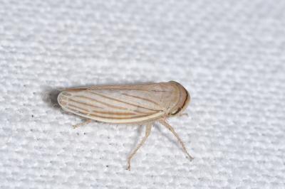<i>Athysanus argentarius</i>