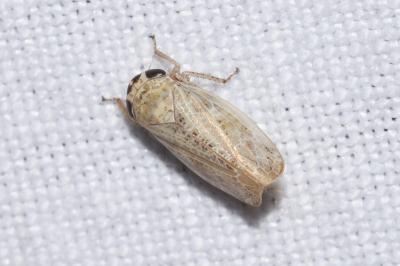 <i>Allygidius</i>