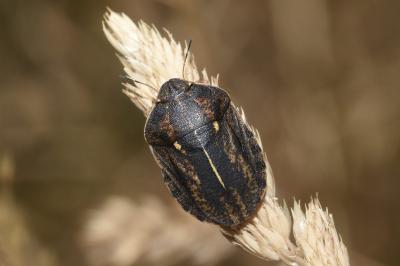 Eurygaster austriaca