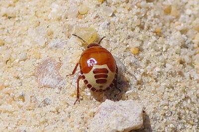 <i>Tritomegas sexmaculatus</i>