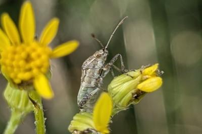 <i>Stictopleurus punctatonervosus</i>