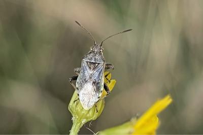 <i>Stictopleurus punctatonervosus</i>