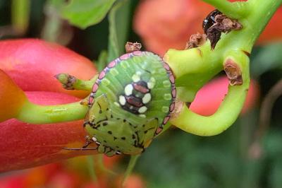 <i>Nezara viridula</i>