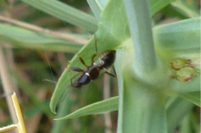 <i>Himacerus mirmicoides</i>