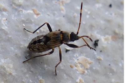 <i>Beosus maritimus</i>