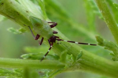 <i>Adelphocoris vandalicus</i>