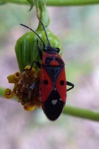 <i>Melanocoryphus albomaculatus</i>