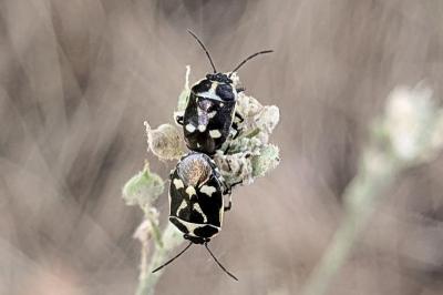 <i>Eurydema oleracea</i>