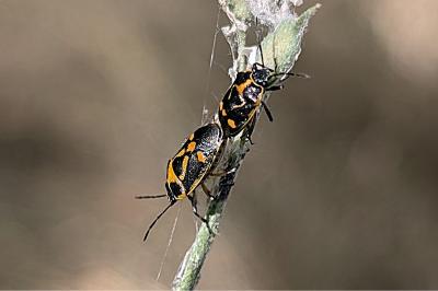 <i>Eurydema oleracea</i>