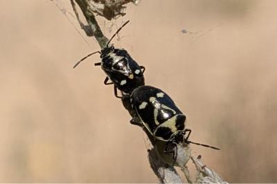 <i>Eurydema oleracea</i>