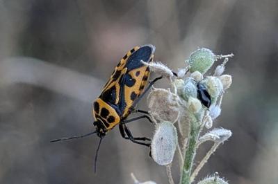 <i>Eurydema ventralis</i>