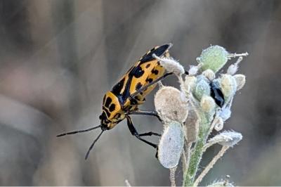 <i>Eurydema ventralis</i>