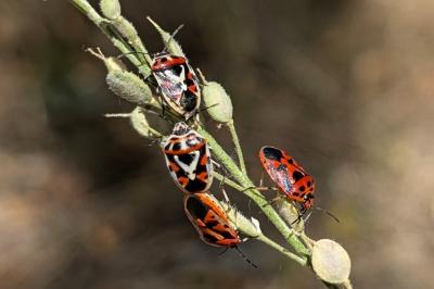 <i>Eurydema ornata</i>