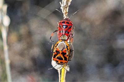 <i>Eurydema ornata</i>