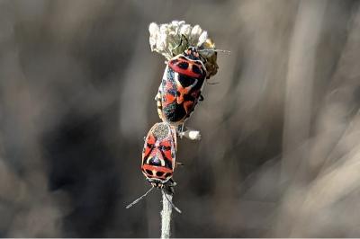 <i>Eurydema ornata</i>