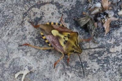 <i>Carpocoris purpureipennis</i>
