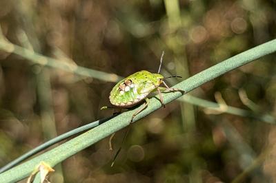 <i>Nezara viridula</i>