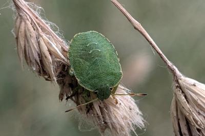 <i>Palomena prasina</i>