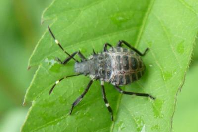 <i>Halyomorpha halys</i>