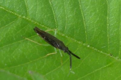 <i>Heterotoma planicornis</i>