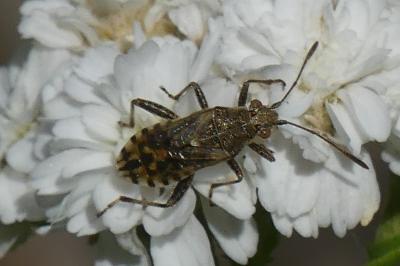 <i>Stictopleurus punctatonervosus</i>