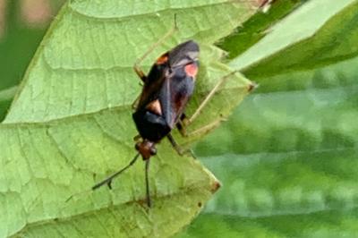 <i>Deraeocoris ruber</i>