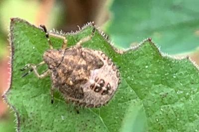 <i>Dolycoris baccarum</i>