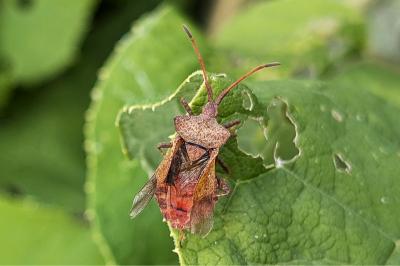 <i>Coreus marginatus</i>