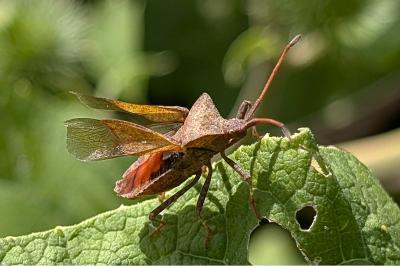 <i>Coreus marginatus</i>
