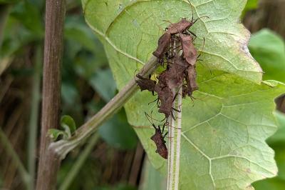 <i>Coreus marginatus</i>