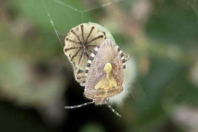 <i>Dolycoris baccarum</i>