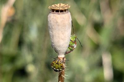 <i>Nezara viridula</i>