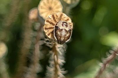 <i>Nezara viridula</i>