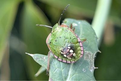 <i>Nezara viridula</i>
