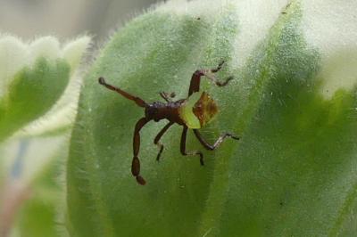 <i>Gonocerus acuteangulatus</i>