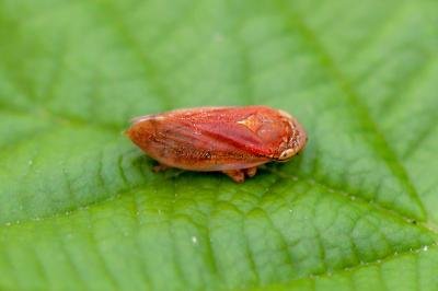<i>Philaenus spumarius</i>