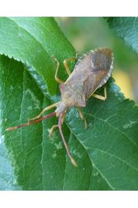<i>Gonocerus acuteangulatus</i>