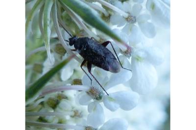 <i>Lepidargyrus ancorifer</i>