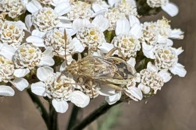 <i>Stictopleurus</i>