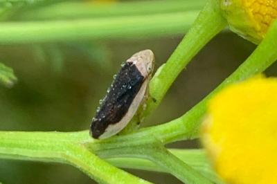 <i>Philaenus spumarius</i>