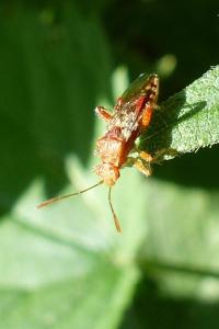 <i>Rhopalus subrufus</i>