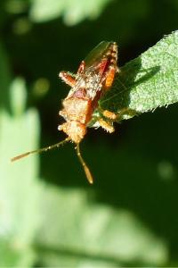 <i>Rhopalus subrufus</i>