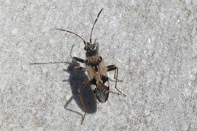 <i>Beosus maritimus</i>