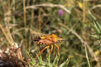 <i>Carpocoris purpureipennis</i>