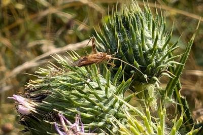 <i>Phytocoris</i>