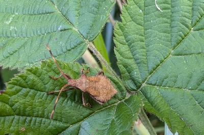 <i>Coreus marginatus</i>