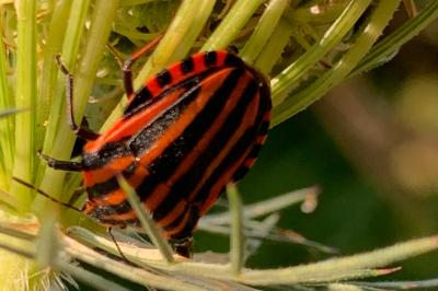 <i>Graphosoma italicum</i>
