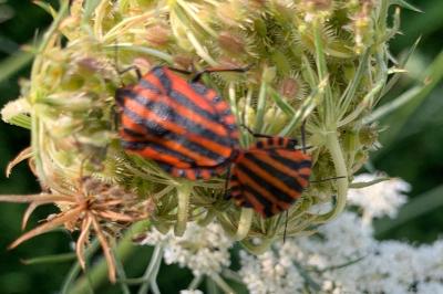 <i>Graphosoma italicum</i>