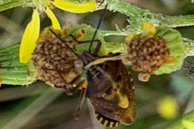 <i>Carpocoris purpureipennis</i>