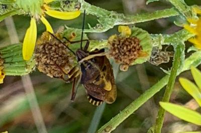 <i>Carpocoris purpureipennis</i>